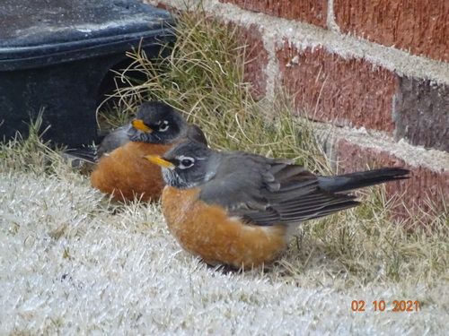 American Robin photographed in Oklahoma