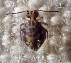 Ptenothrix maculosa