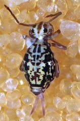 Ptenothrix maculosa