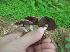 Agaricus