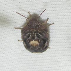 Stethaulax marmorata