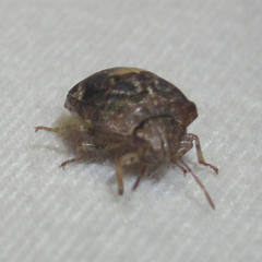 Stethaulax marmorata