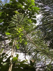 Araucaria columnaris