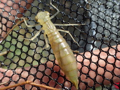 Anax aurantiacus