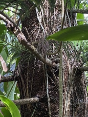 Araucaria columnaris