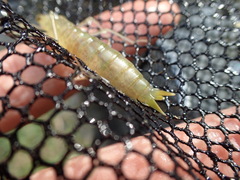 Anax aurantiacus