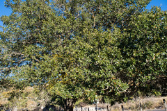 Quercus eduardii