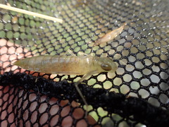 Anax aurantiacus