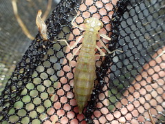 Anax aurantiacus
