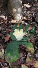 Haemanthus deformis