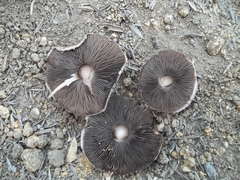 Agaricus