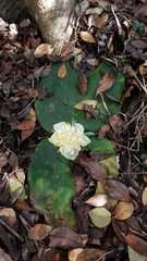 Haemanthus deformis