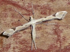 Paraplatyptilia fragilis