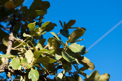 Quercus convallata