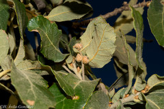 Quercus convallata