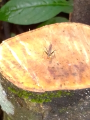 Telostylinus lineolatus