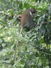 Cercopithecus petaurista