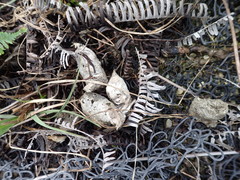 Prionailurus bengalensis