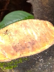 Telostylinus lineolatus