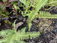 Prionailurus bengalensis