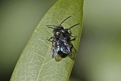 Andrena cerasifolii