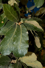 Quercus convallata