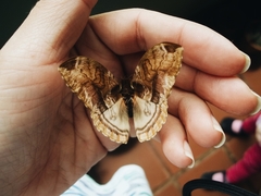 Lepidoptera