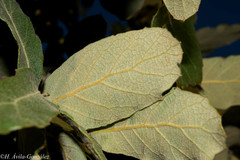 Quercus convallata