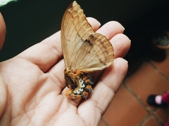 Lepidoptera