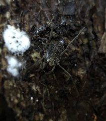 Ortholasma rugosum