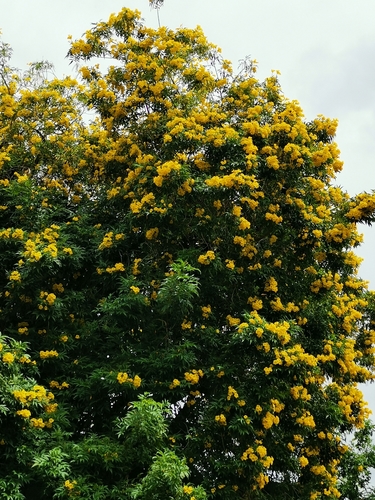 Tecoma stans - Whole tree