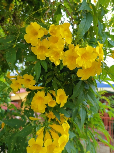 Tecoma stans - Leaves