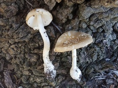 Amanita multisquamosa