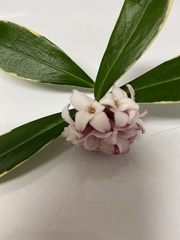 Daphne odora marginata