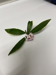 Daphne odora marginata