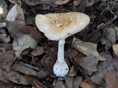 Amanita multisquamosa