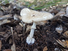 Amanita multisquamosa