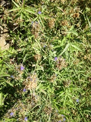 Palmerella debilis serrata