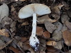 Amanita multisquamosa