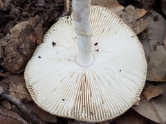 Amanita multisquamosa