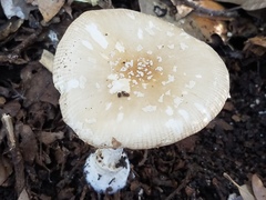 Amanita multisquamosa