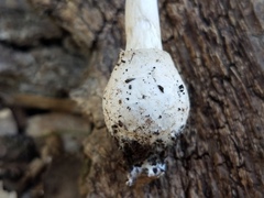 Amanita multisquamosa