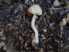 Amanita multisquamosa