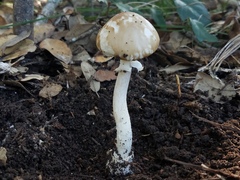 Amanita multisquamosa