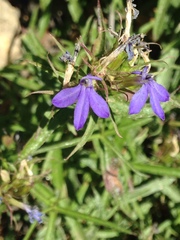 Palmerella debilis serrata