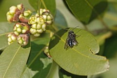 Andrena cerasifolii