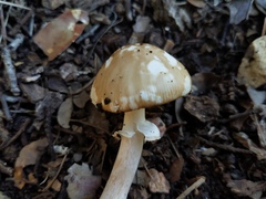 Amanita multisquamosa