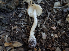 Amanita multisquamosa