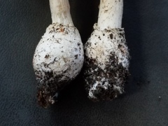 Amanita multisquamosa
