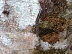 Australocricus sennae